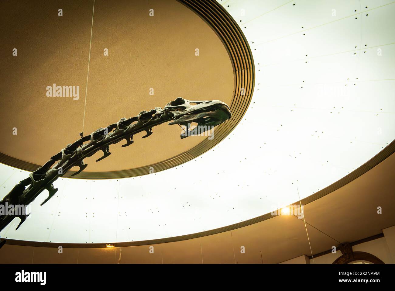 Dinosaur skeletons in the Senckenberg Museum, Frankfurt, Germany Stock Photo