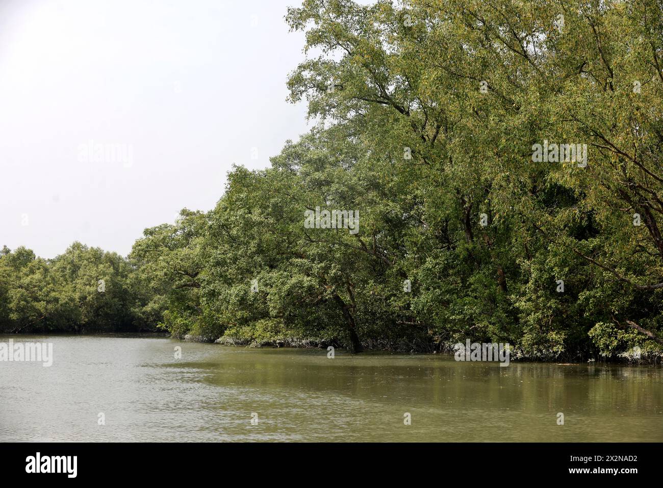 Khulna, Bangladesh - April 13, 2024: The Sundorbons is the largest mangrove forest in the world. A UNESCO world heritage site and wildlife sanctuary a Stock Photo