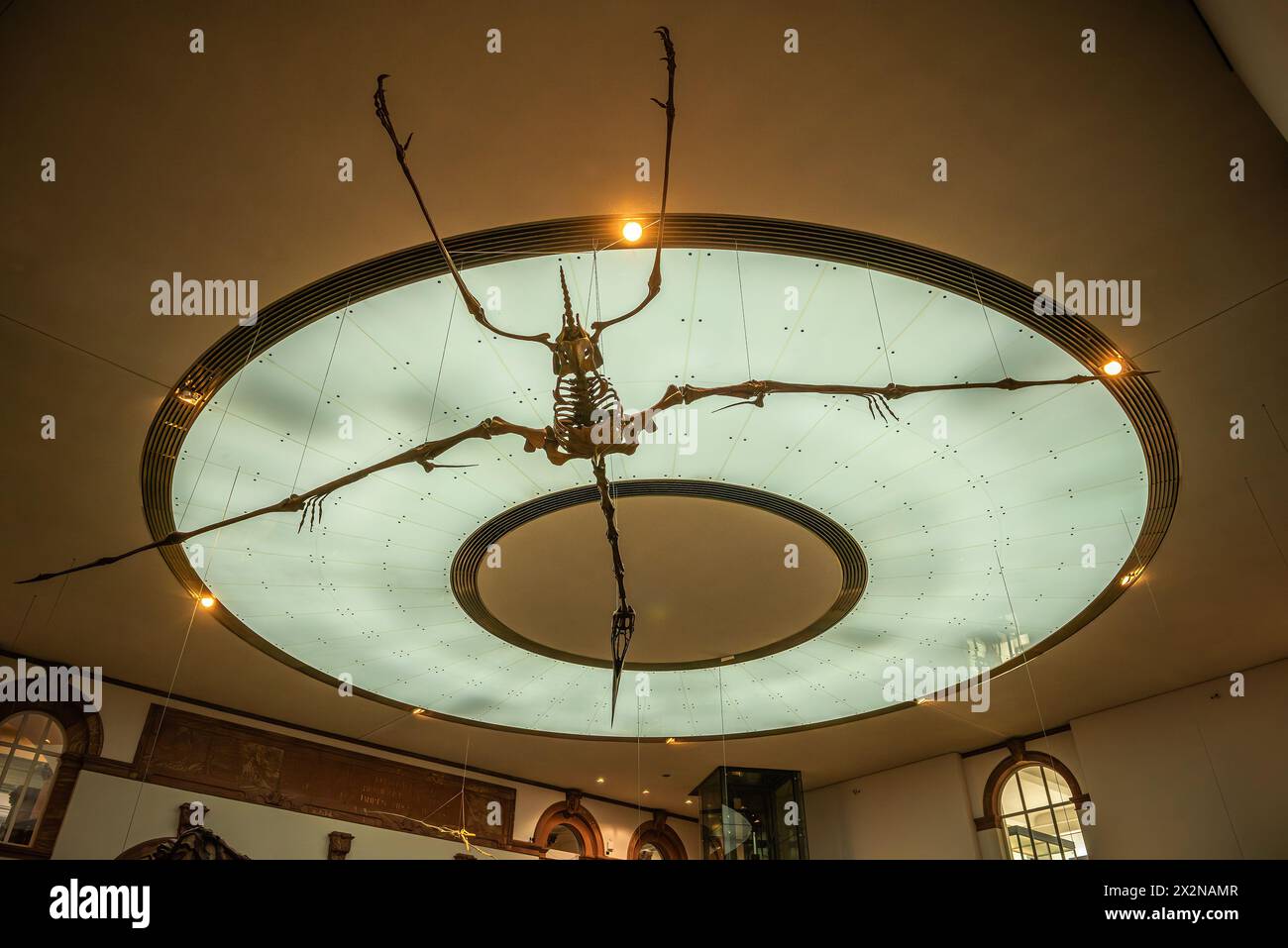Dinosaur skeletons in the Senckenberg Museum, Frankfurt, Germany Stock Photo