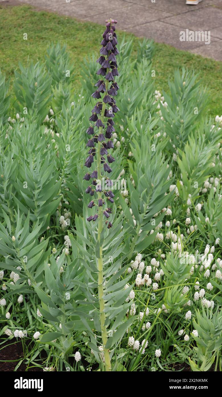 Fritillaria 'Persica' at Keukenhof Tulip Gardens 'BOLLENSTREEK' near Amsterdam Netherlands on 20th April, 2024 Stock Photo