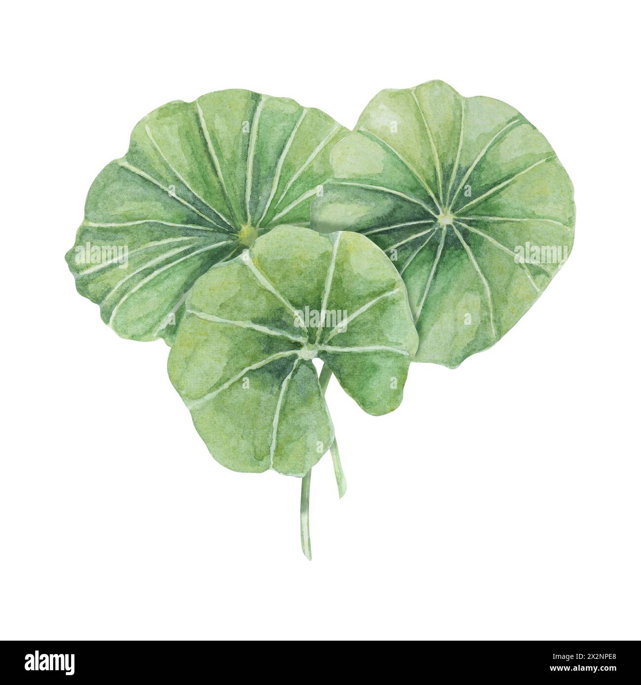 Centella asiatica, gotu cola green bouquet. Hand drawn Asiatic pennywort composition, watercolor botanical illustration, isolated for cosmetics, packaging, beauty, labels, sticker, dietary supplements Stock Photo