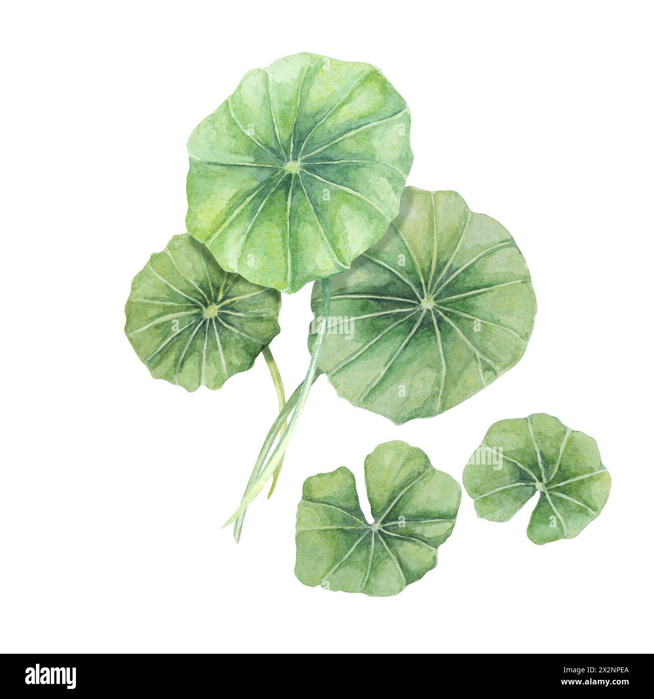 Centella asiatica, gotu cola green arrangement. Hand drawn Asiatic pennywort bouquet watercolor botanical illustration, isolated for cosmetics, packaging, beauty, labels, herbal dietary supplements Stock Photo