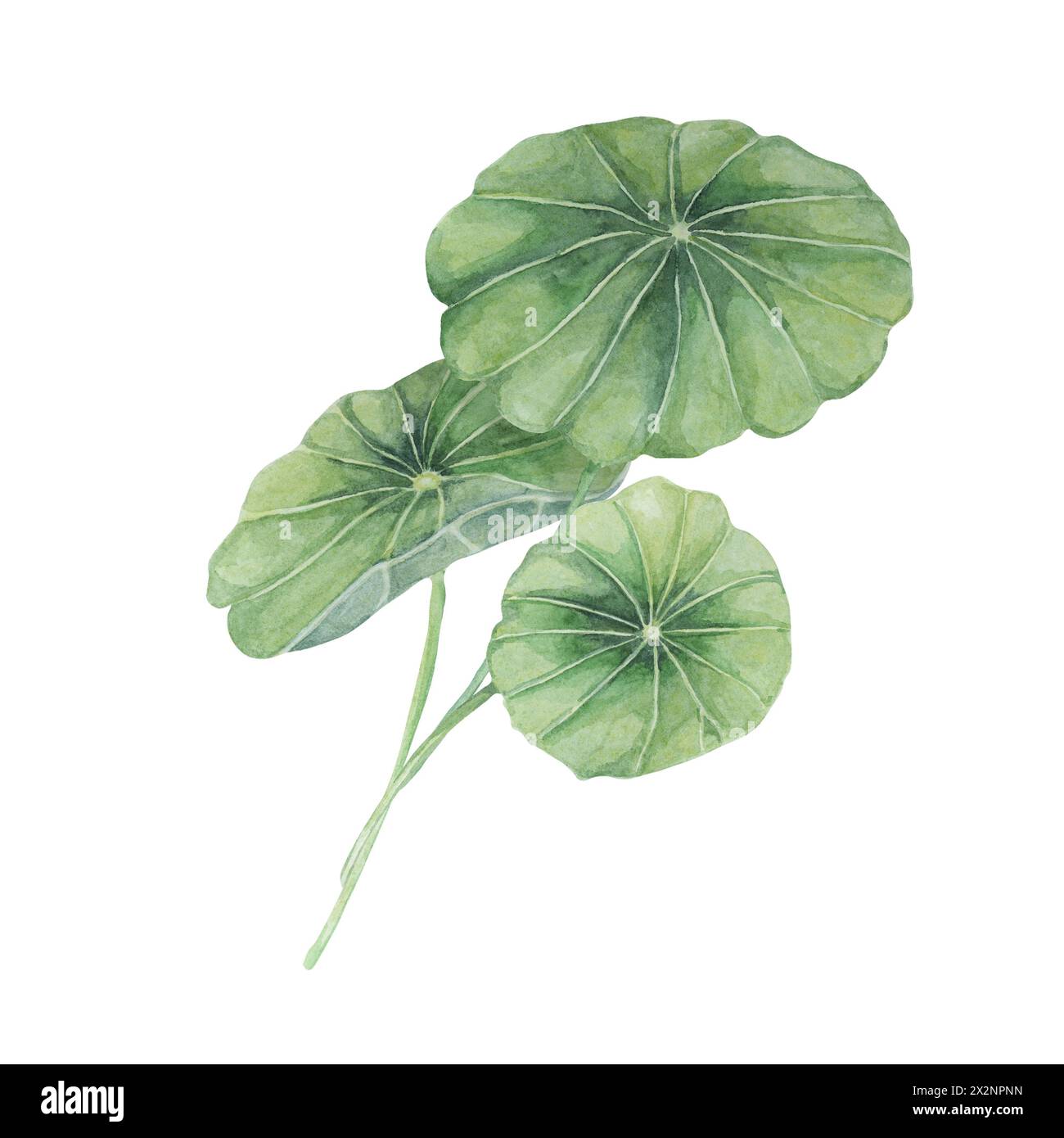 Centella asiatica, gotu cola green arrangement. Hand drawn Asiatic pennywort bouquet watercolor botanical illustration, isolated for cosmetics, packaging, beauty, labels, herbal dietary supplements Stock Photo