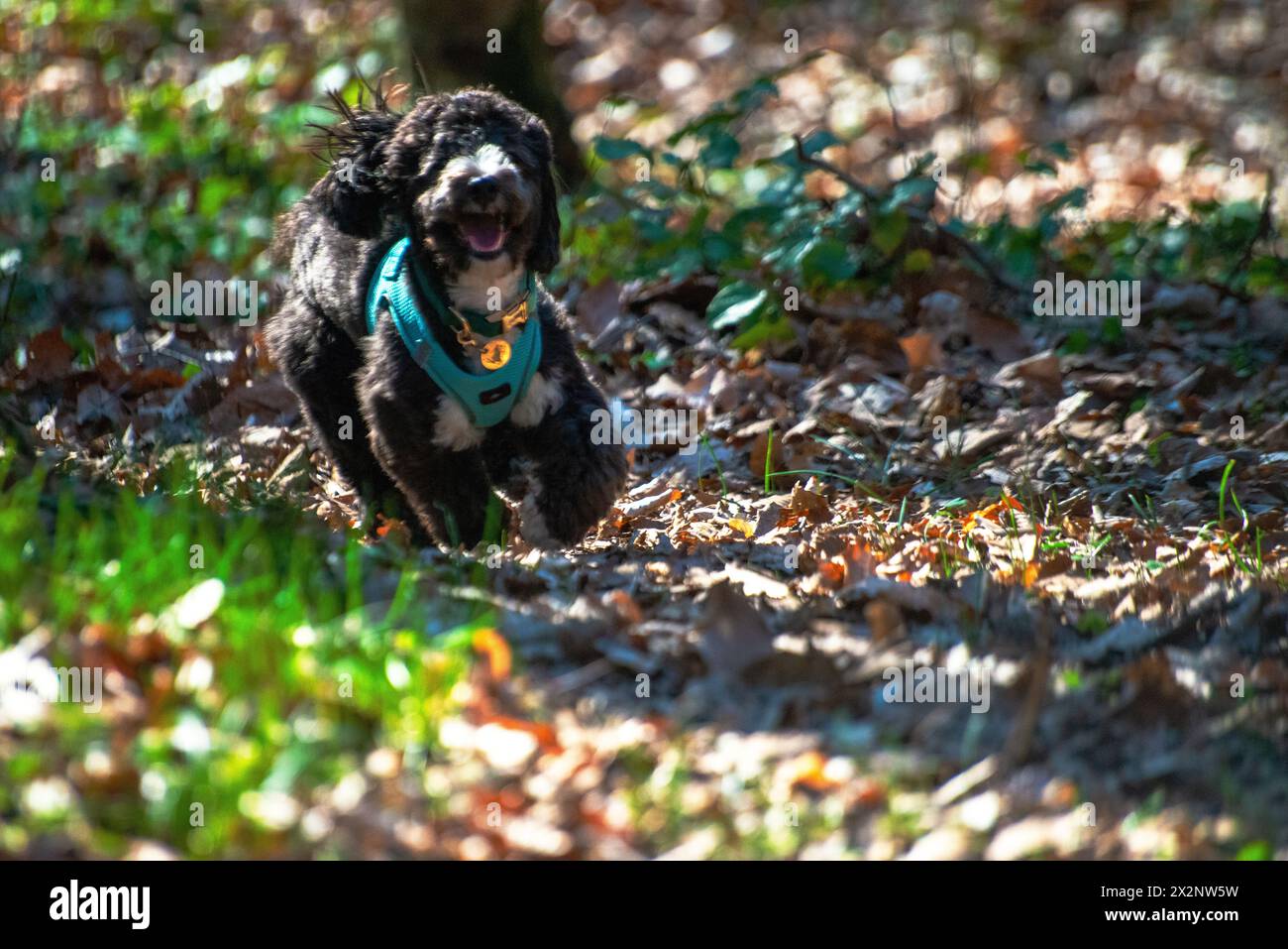 In the sunny forest, a little Maltipoo dashes playfully amidst lush foliage, embodying the joy of a carefree romp. Stock Photo