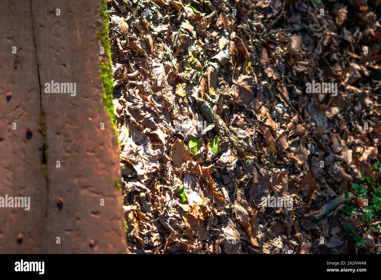 An enchanting background of wood and mosses, capturing the rustic