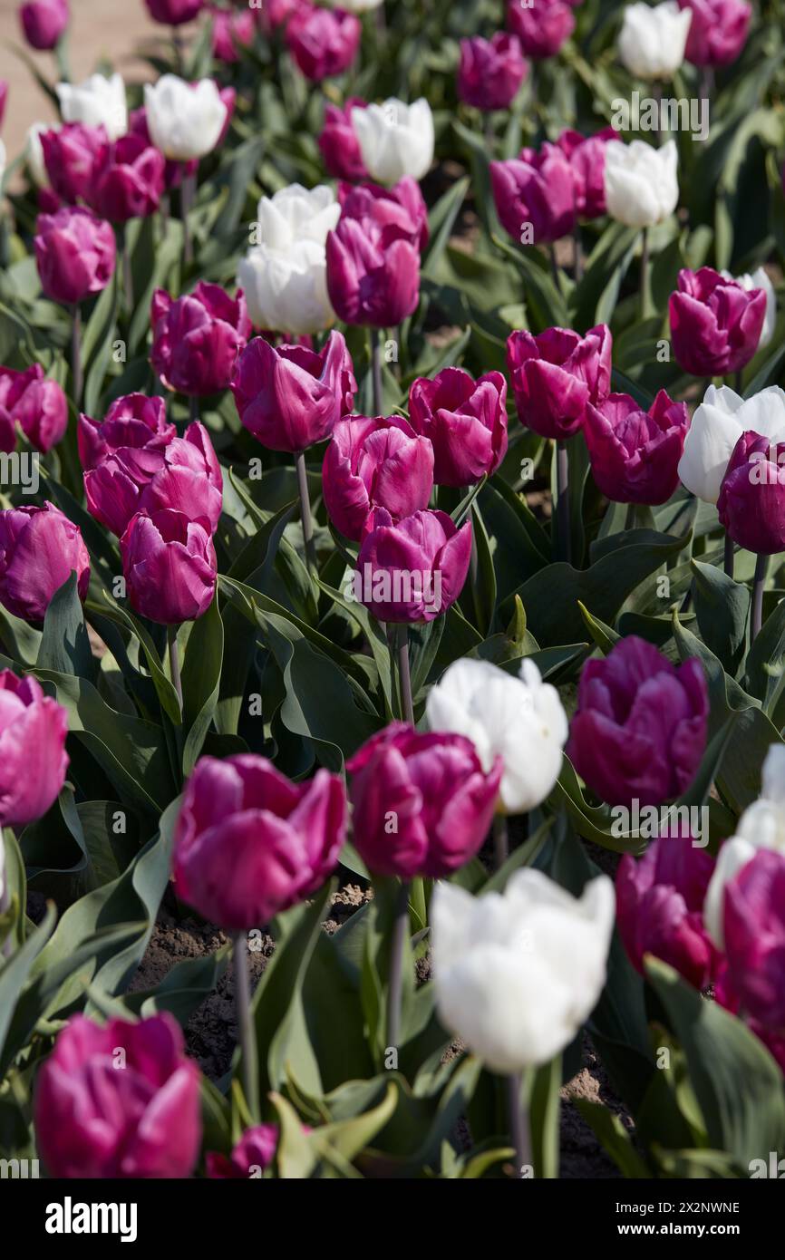 Tulip flowers in purple and white colors texture background  in spring sunlight Stock Photo