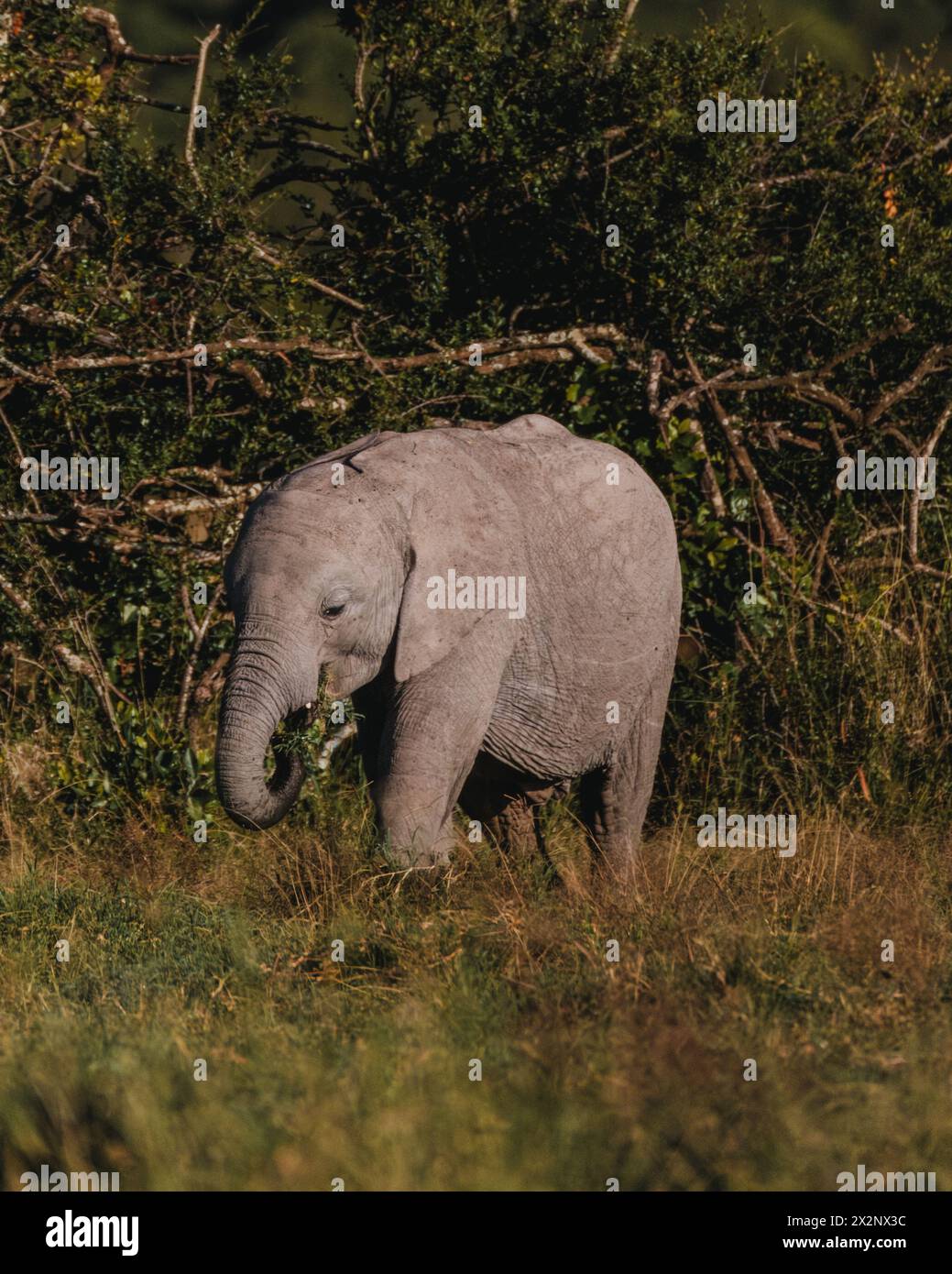African bush elephant calf enjoys hi-res stock photography and images ...