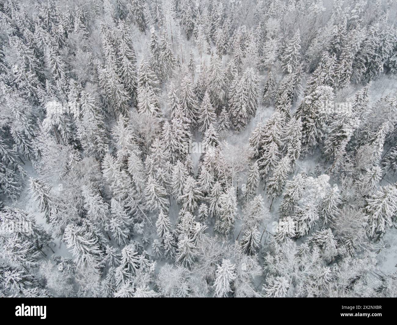 Scenic aerial view snowy forest hi-res stock photography and images - Alamy