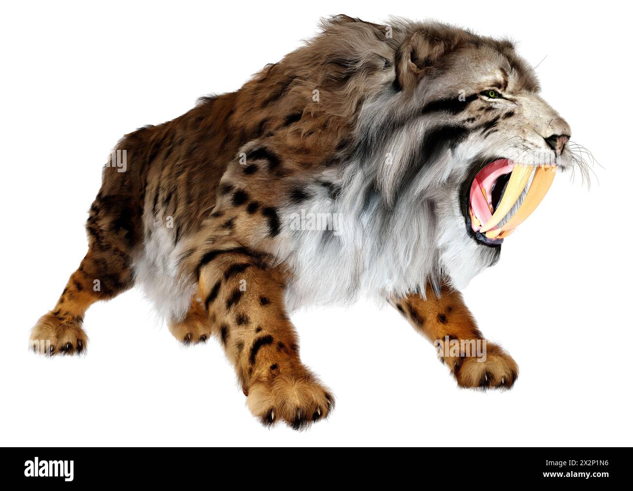 3D rendering of a saber toothed tiger isolated on white background ...