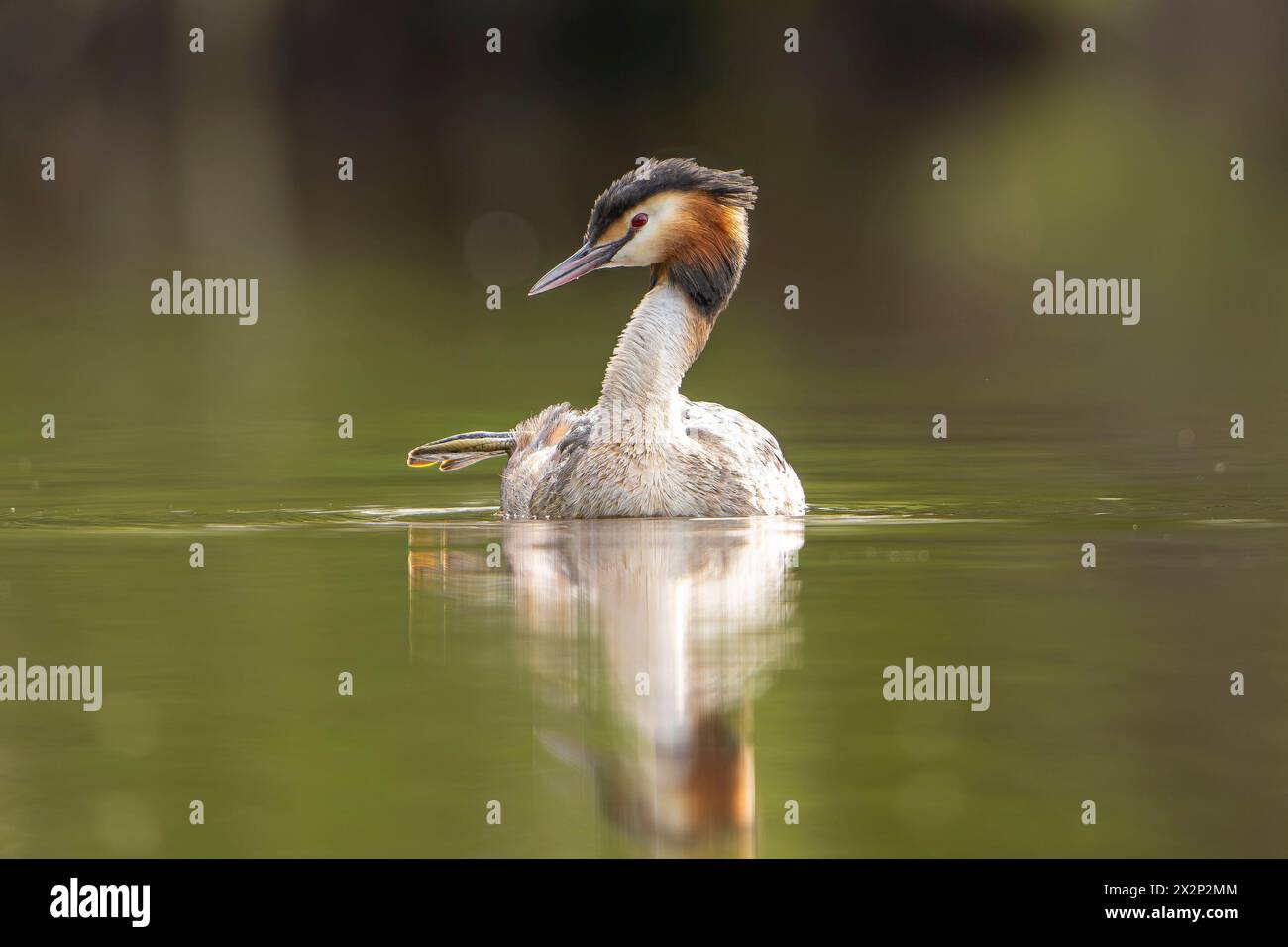 Kidderminster, UK. 23rd April, 2024. UK weather: the local wildlife enjoys a relaxing preen inbetween light cloud with lots of sunny spells today. Temperatures return to double figures during the day with thicker cloud and rain showers forecast overnight. Credit: Lee Hudson/Alamy Live News Stock Photo