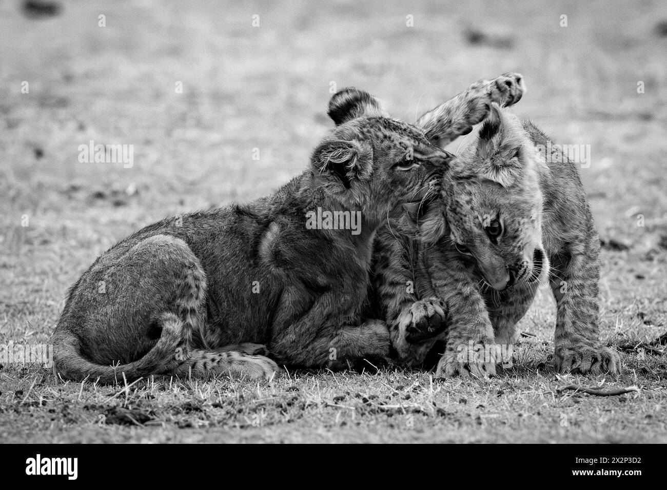 Lion cubs are seen in Zimbabwe Stock Photo