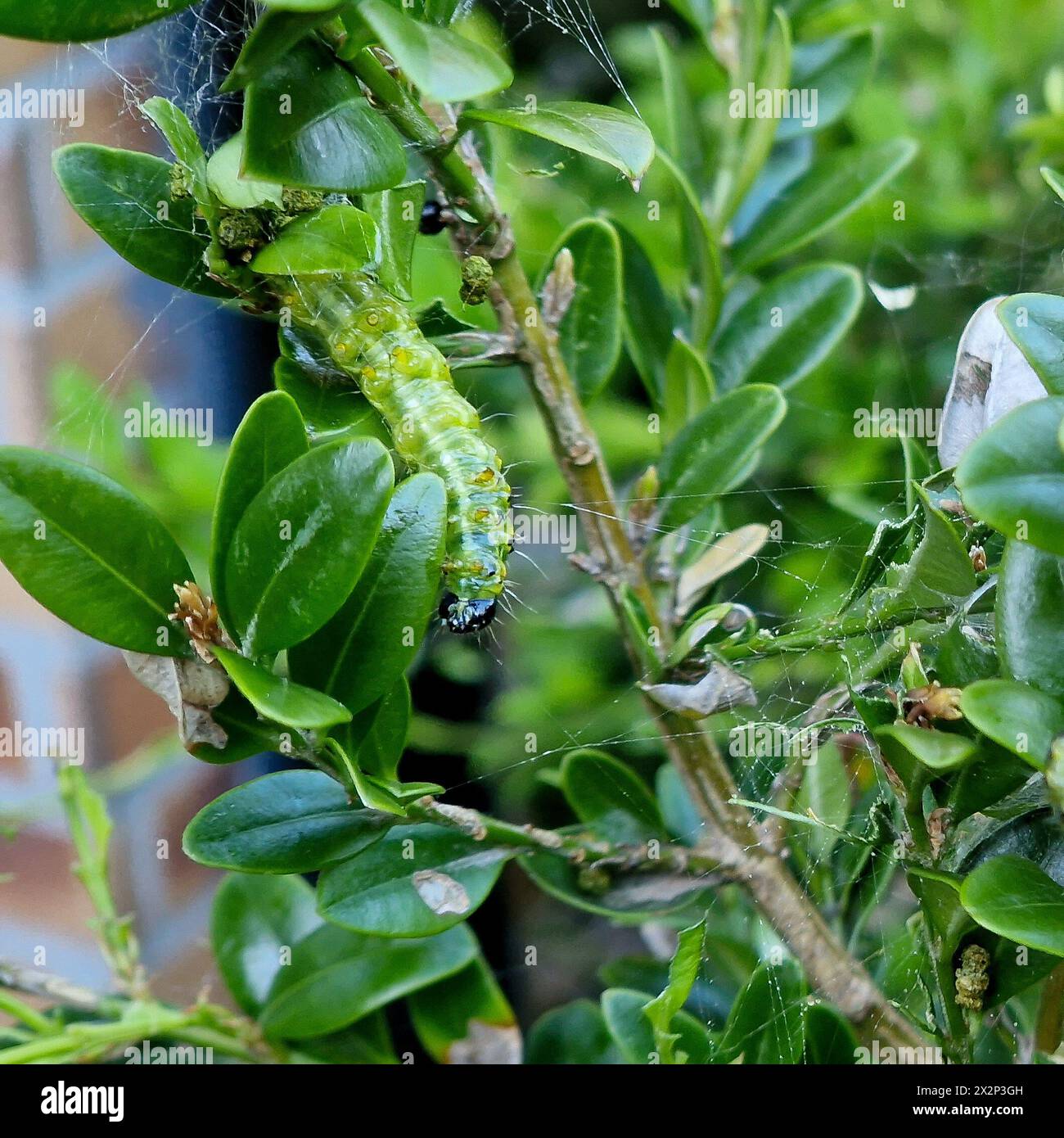Moth caterpillar - pyrale du buis, Cydalima perspectalis, Pleasure gardening, Bron, France Stock Photo
