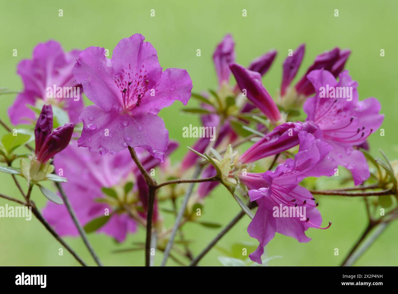 Azalea japonica, Amoena, Rhododendron obtusum violet flowers, closeup. Plant with full bloom. After rain. Isolated green background. Trencin, Slovakia Stock Photo