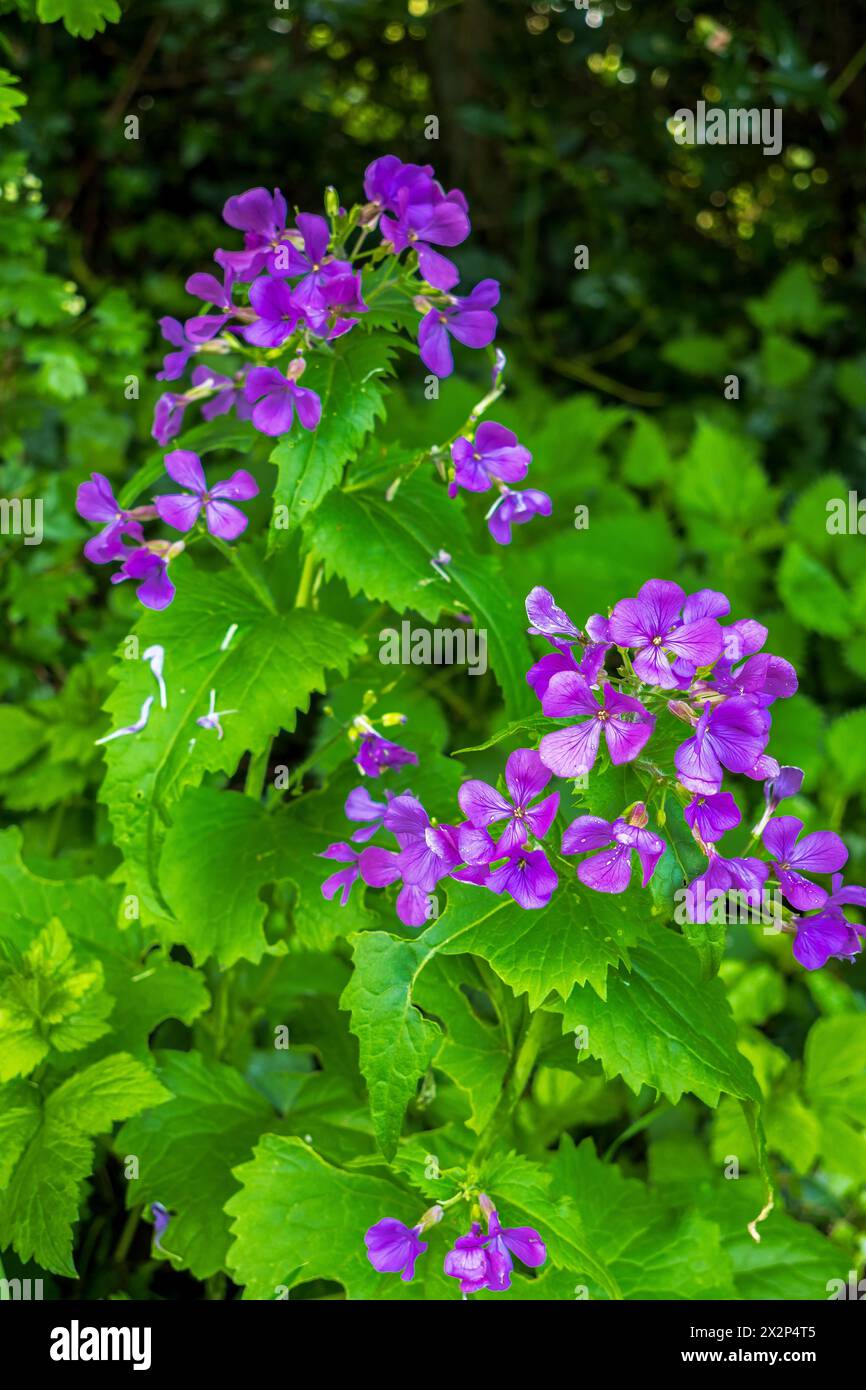 Honesty flowers. Lunaria annua, commonly called honesty or annual honesty, is a flowering plant in the cabbage and mustard family Brassicaceae. Stock Photo