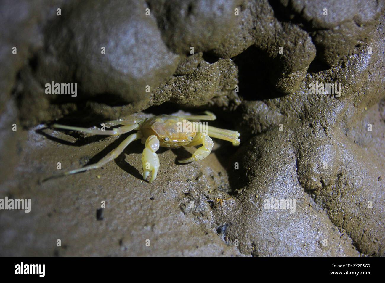 Sesamoides Jacobsoni, cave biota that lives in the Karst area of Gunung Sewu. This type of crab was first discovered by Edward Jacobson in 1911. Stock Photo