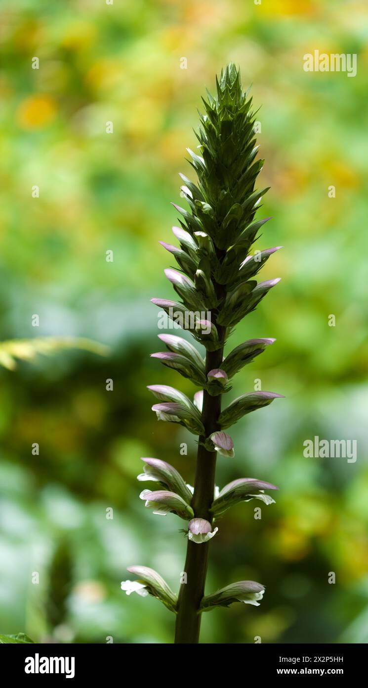 Flora of Gran Canaria -  Acanthus mollis, bear's breeches plant introduced to the Canary islands, natural macro floral background Stock Photo