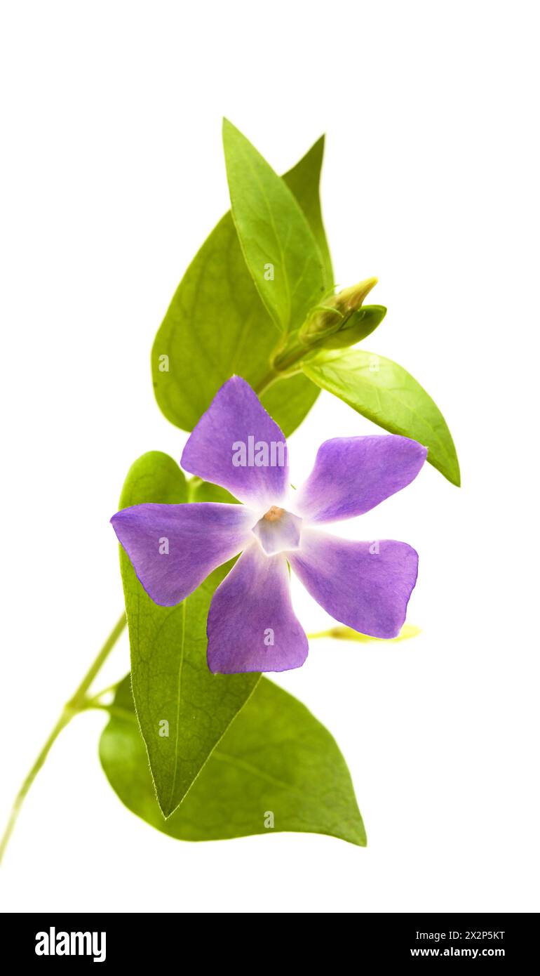Vinca major Cut Out Stock Images & Pictures Alamy