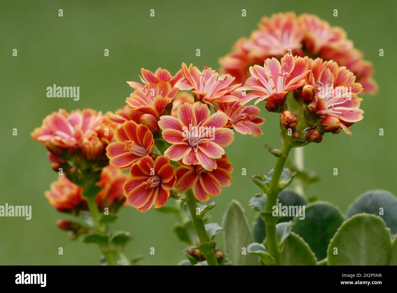 Lewisia Mountain Dreams flowers with buds, close up. Rock plant. Isolated on natural green background. Trencin, Slovakia Stock Photo