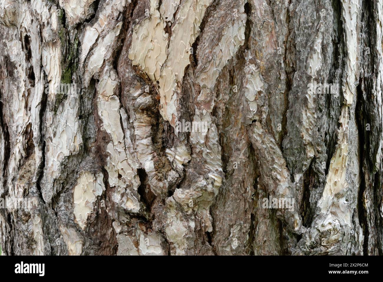 Pine tree bark, Pinus sylvestris texture, close up. European red pine.With a scaly surface. Old trunk. Natural abstract background. Piestany, Slovakia Stock Photo