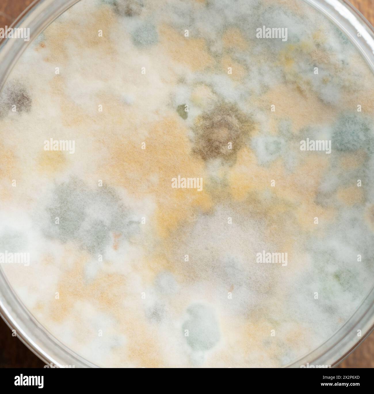 Unhealthy moldy surface close up view. Toxic poison fungus background Stock Photo