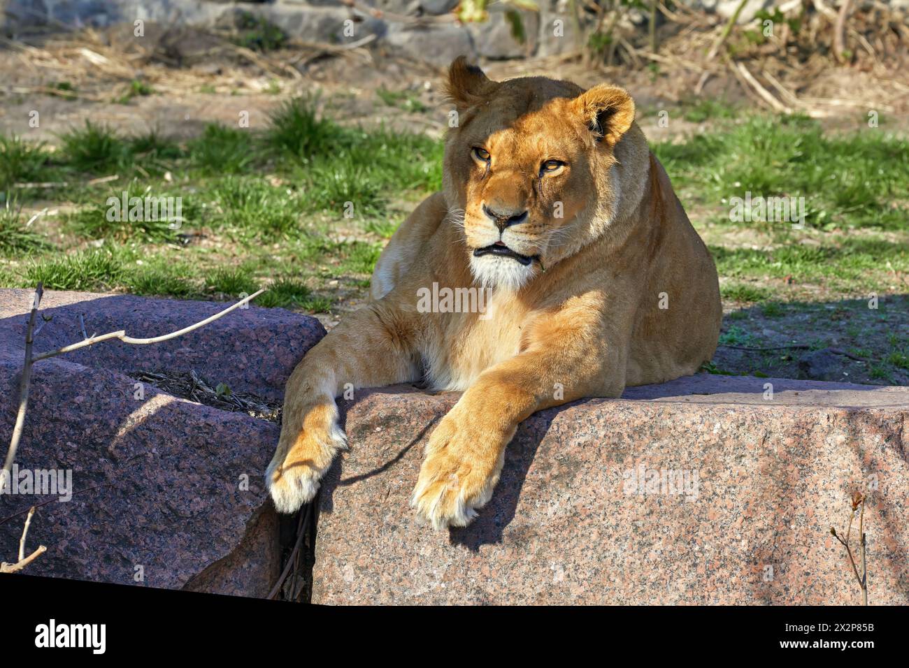 Image of an adult lioness lying under a tree Stock Photo