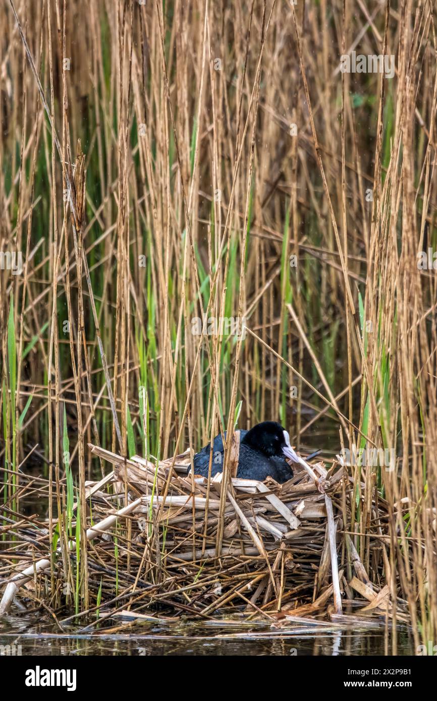 Coot, Fulica atra, on nest in reedbeds at RSPB Titchwell bird reserve. Stock Photo