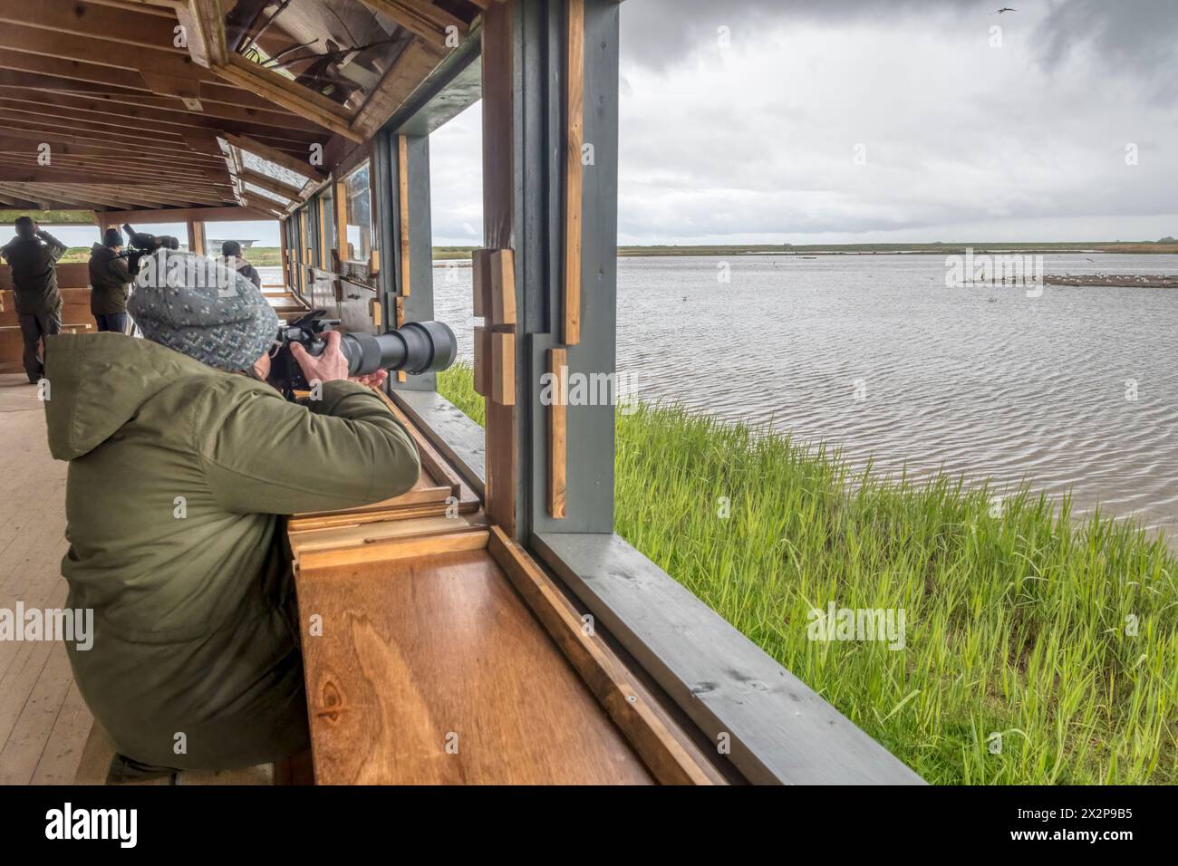 Marsh birds hi-res stock photography and images - Alamy