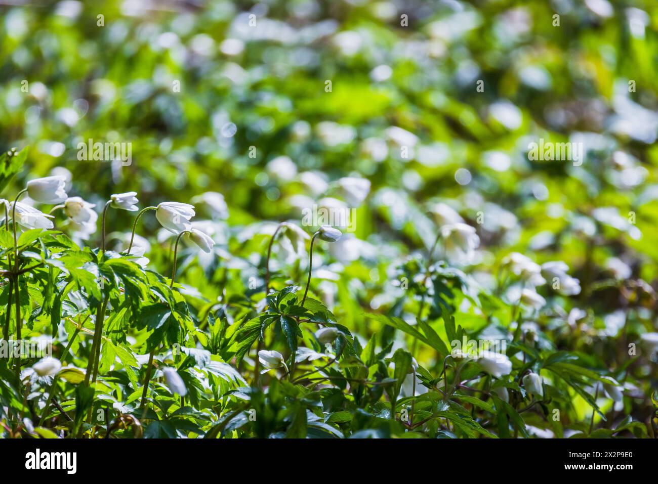 Anemone nemorosa in bloom, macro photo with selective focus. Wild white spring flowers on a sunny day Stock Photo