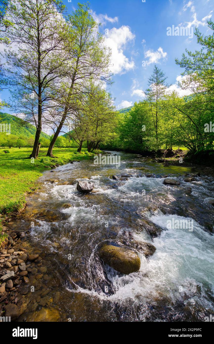 shallow water stream flowing through the valley in carpathian mountain. trees on the riverbank with green foliage beneath a blue morning sky with fluf Stock Photo