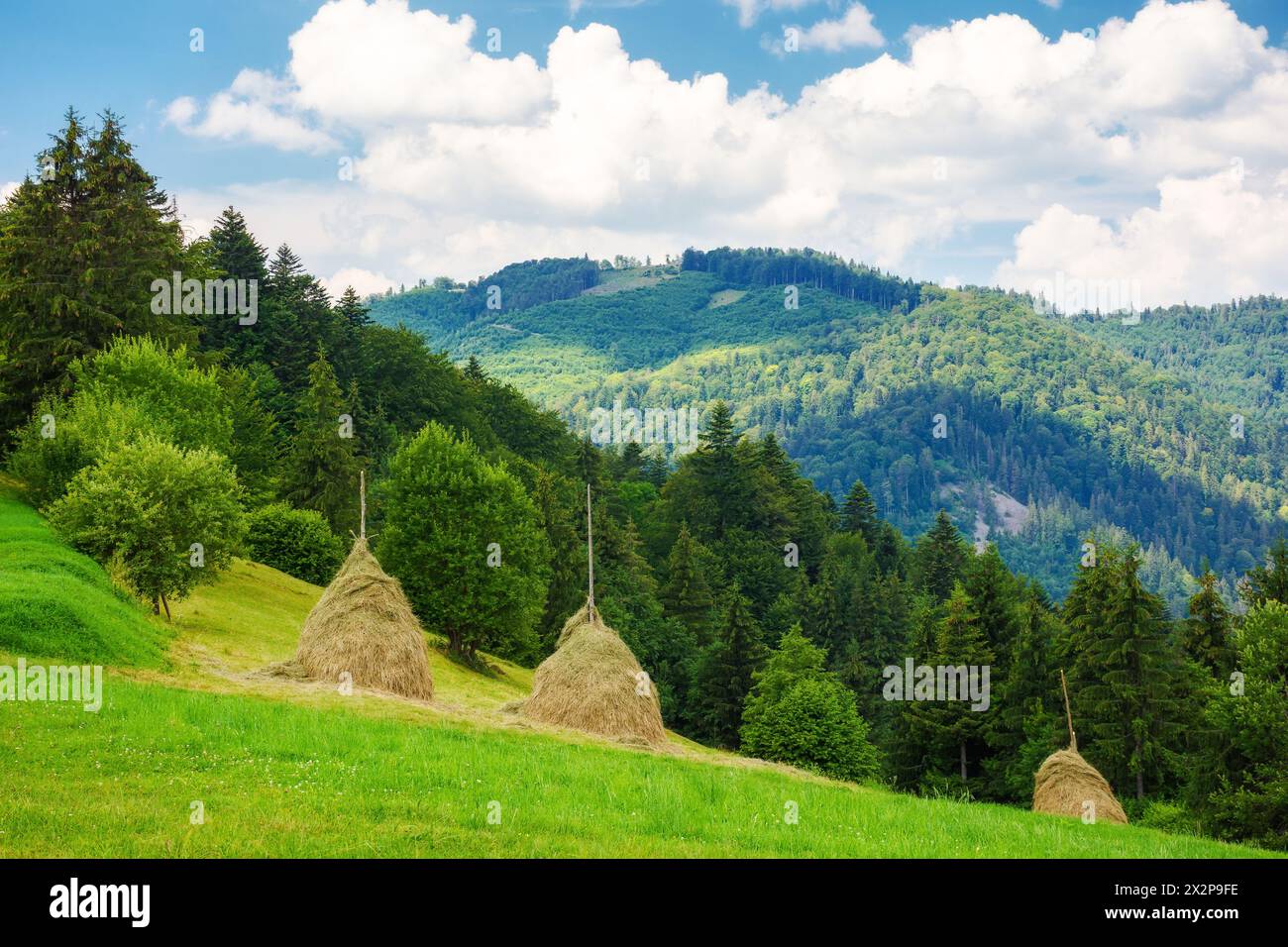 rural landscape of transcarpathia, ukraine in summer. haystacks on the grassy hill. mountainous carpathian landscape on a sunny day with clouds on the Stock Photo