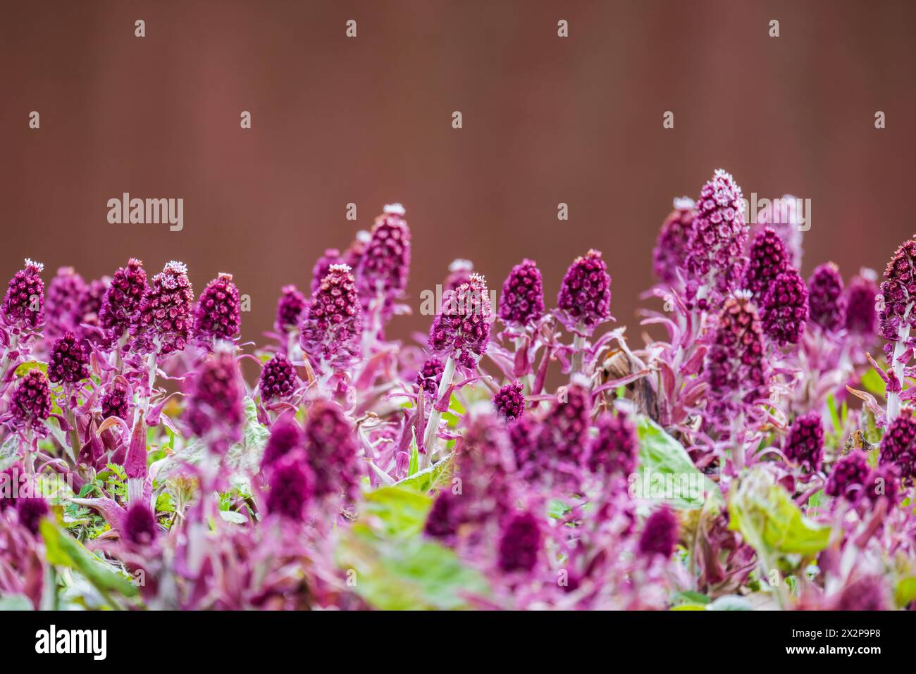 Wild purple flowers are over blurred background. Petasites hybridus, also known as the butterbur, is a herbaceous perennial flowering plant in the fam Stock Photo