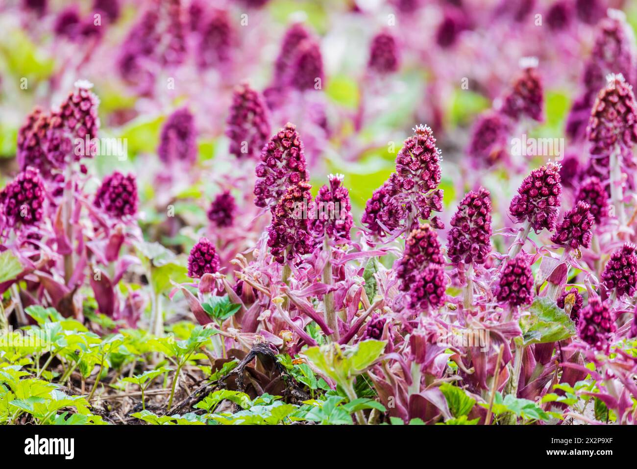 Purple flowers grow on a spring meadow. Petasites hybridus, also known as the butterbur, is a herbaceous perennial flowering plant in the family Aster Stock Photo