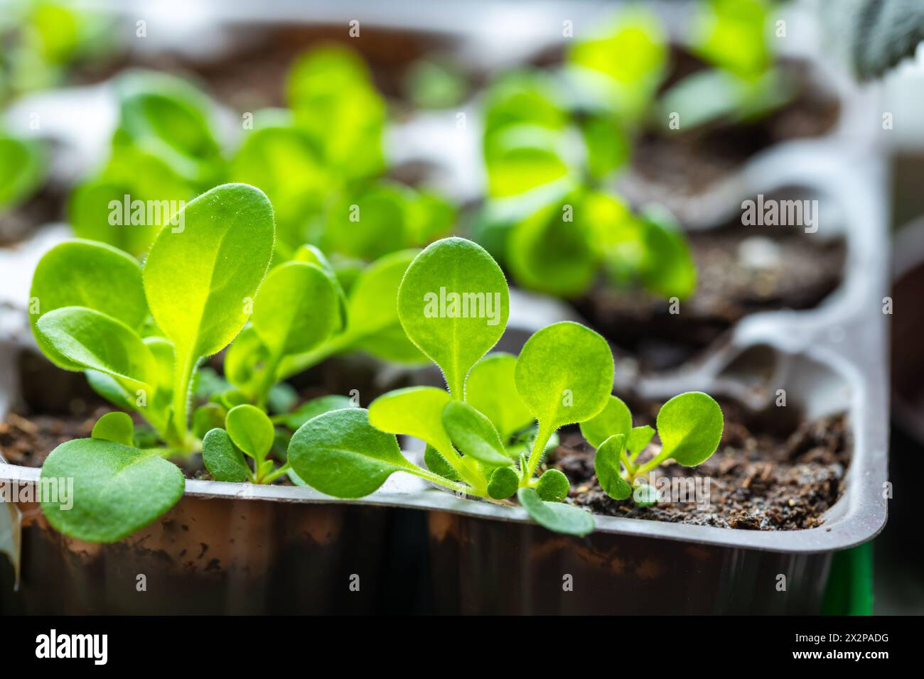 Green seedlings are in plastic pot, close up photo. Indoor farming Stock Photo