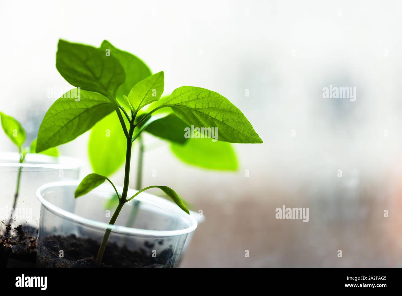 Green Capsicum seedlings grow in plastic cups on a windowsill, close up photo. Indoor farming Stock Photo