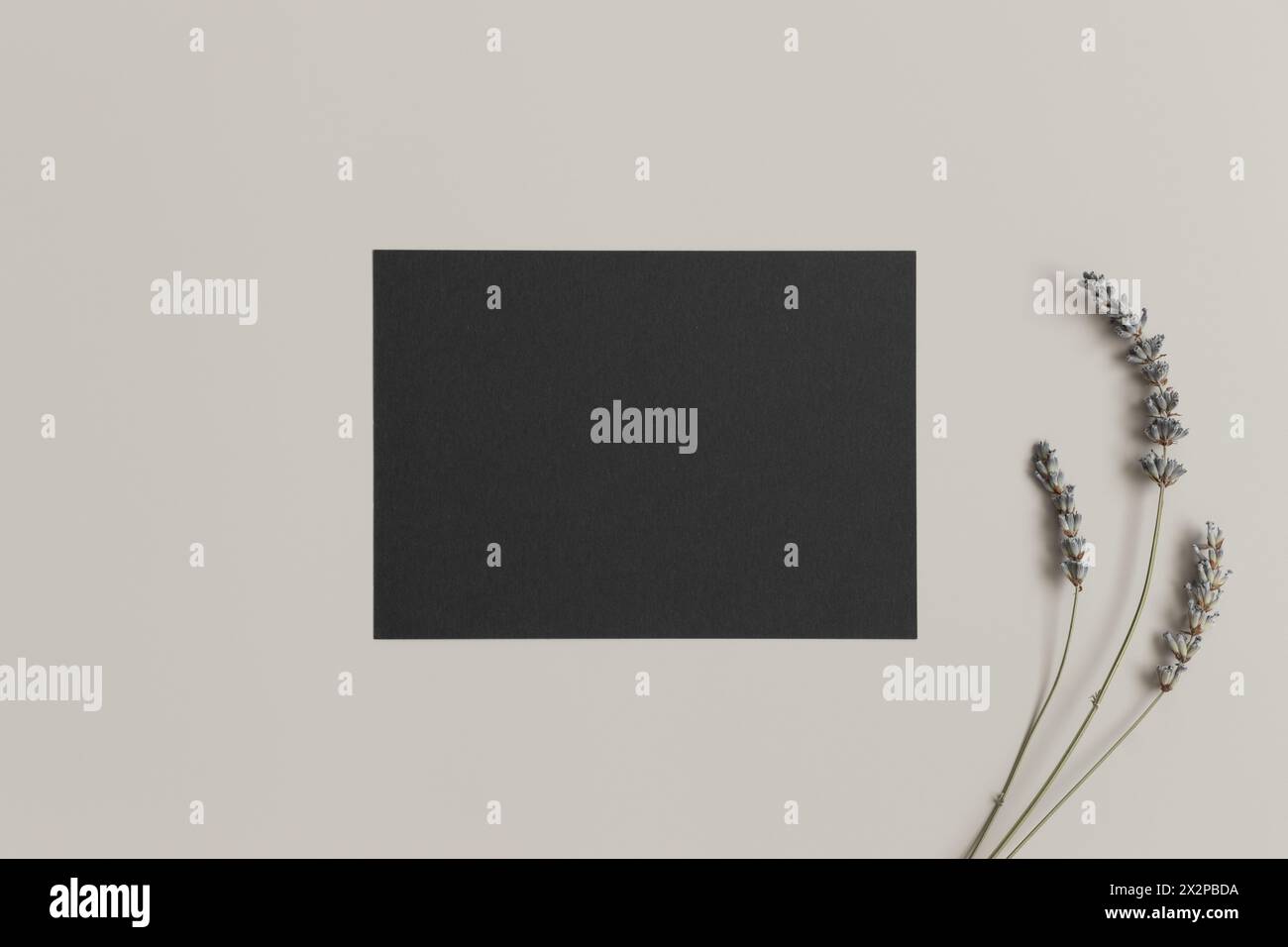 Invitation black card mockup with lavender. 5x7 ratio, similar to A6, A5. Stock Photo