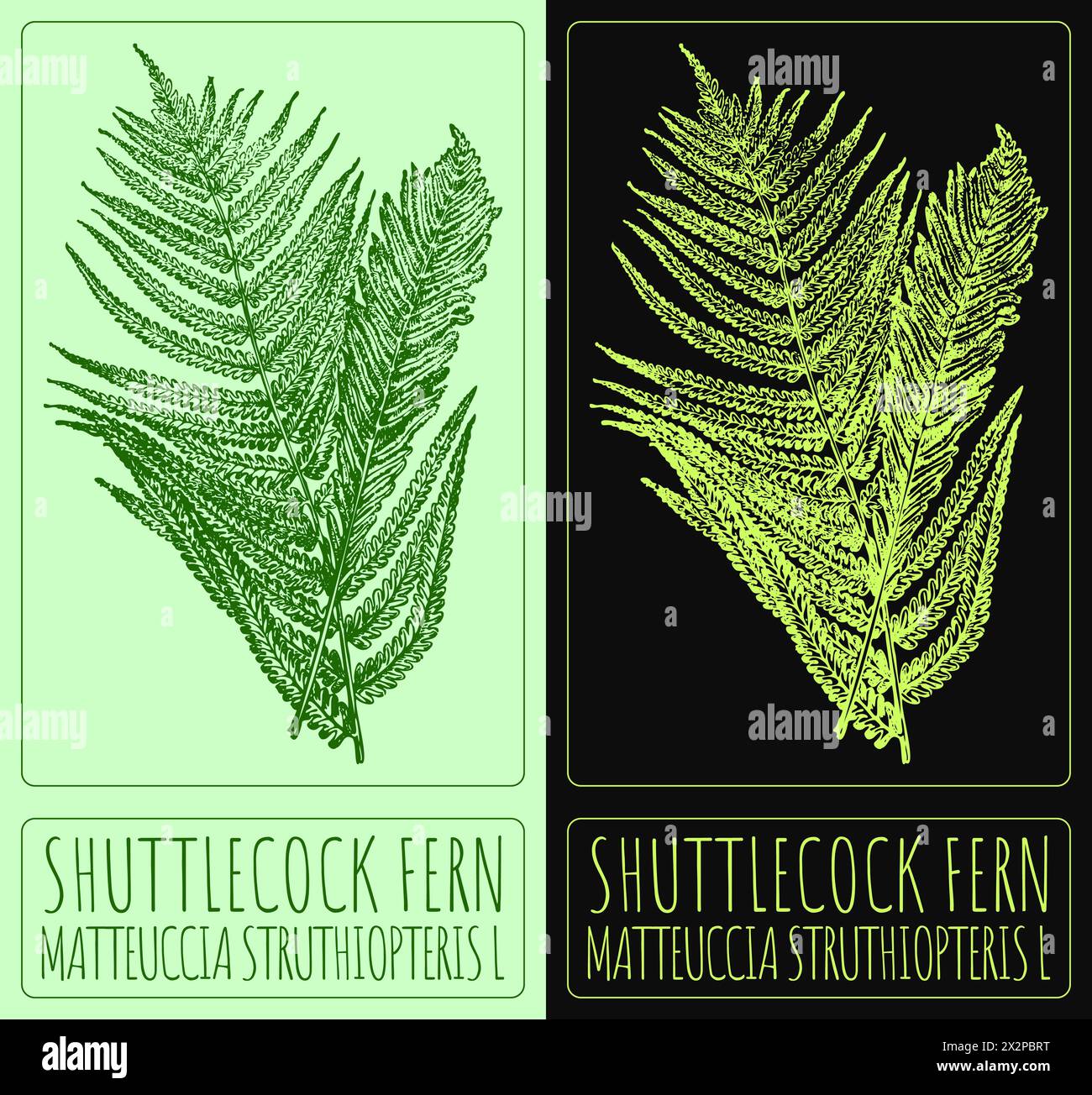 Vector drawing SHUTTLECOCK FERN. Hand drawn illustration. The Latin name is MATTEUCCIA STRUTHIOPTERIS L Stock Vector