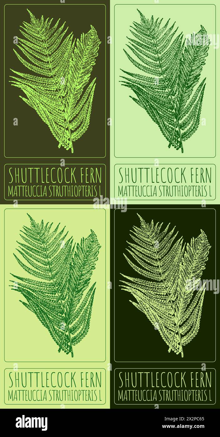 Set of vector drawing SHUTTLECOCK FERN in various colors. The Latin name is MATTEUCCIA STRUTHIOPTERIS L. Stock Vector
