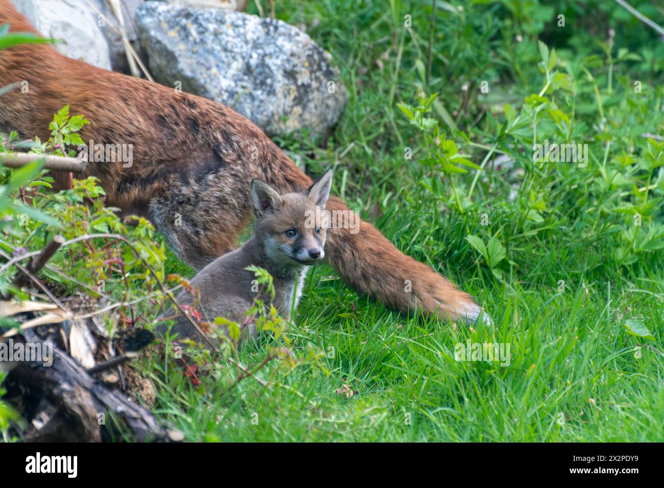 Fox cub (Vulpes vulpes) sitting next to its mother, garden wildlife, England, UK Stock Photo