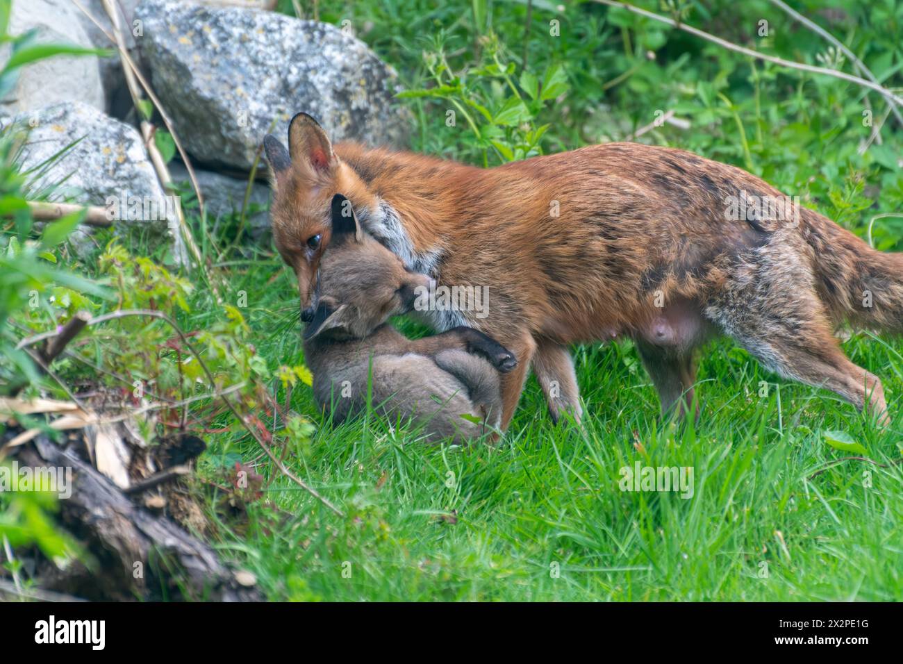 Fox vixen Vulpes vulpes moving a cub by carrying it in her mouth by the scruff of the neck, garden wildlife, England, UK Stock Photo