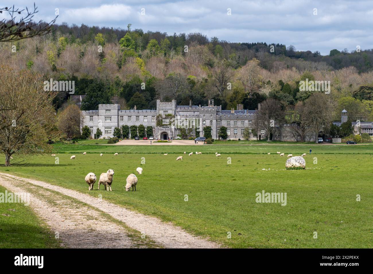View of West Dean House and country estate in spring with sheep and lambs grazing in the fields, West Sussex, England, UK Stock Photo