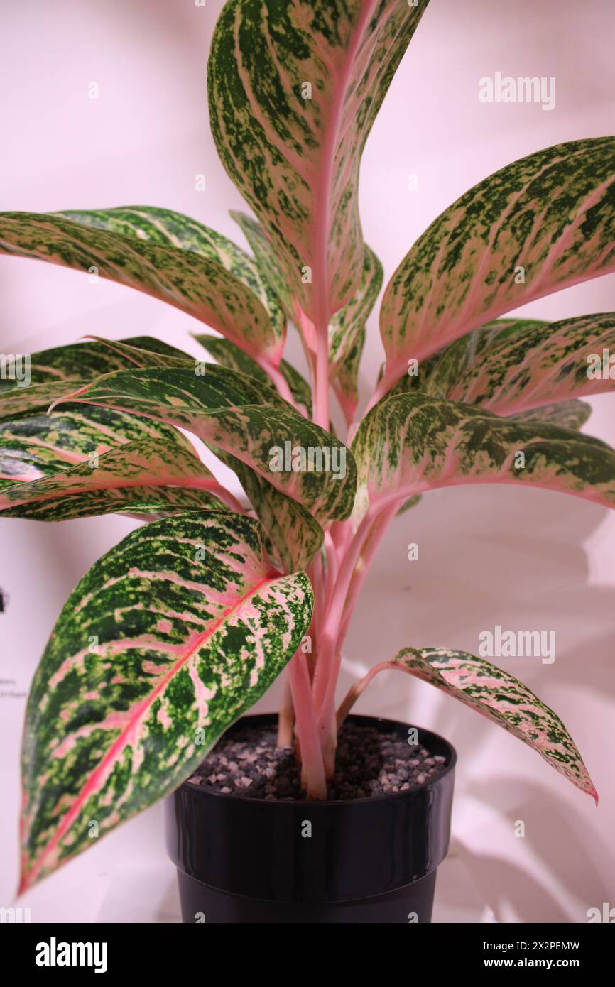 Aglaonema or Chinese Evergreen with pink stems Stock Photo