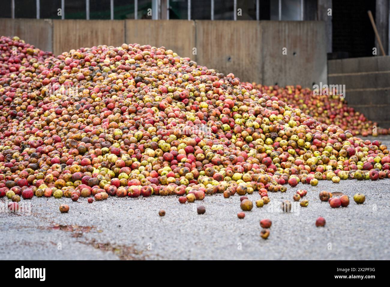 Large pile of apples in cider brewery. Pile of apples harvested for cider production. Stock Photo