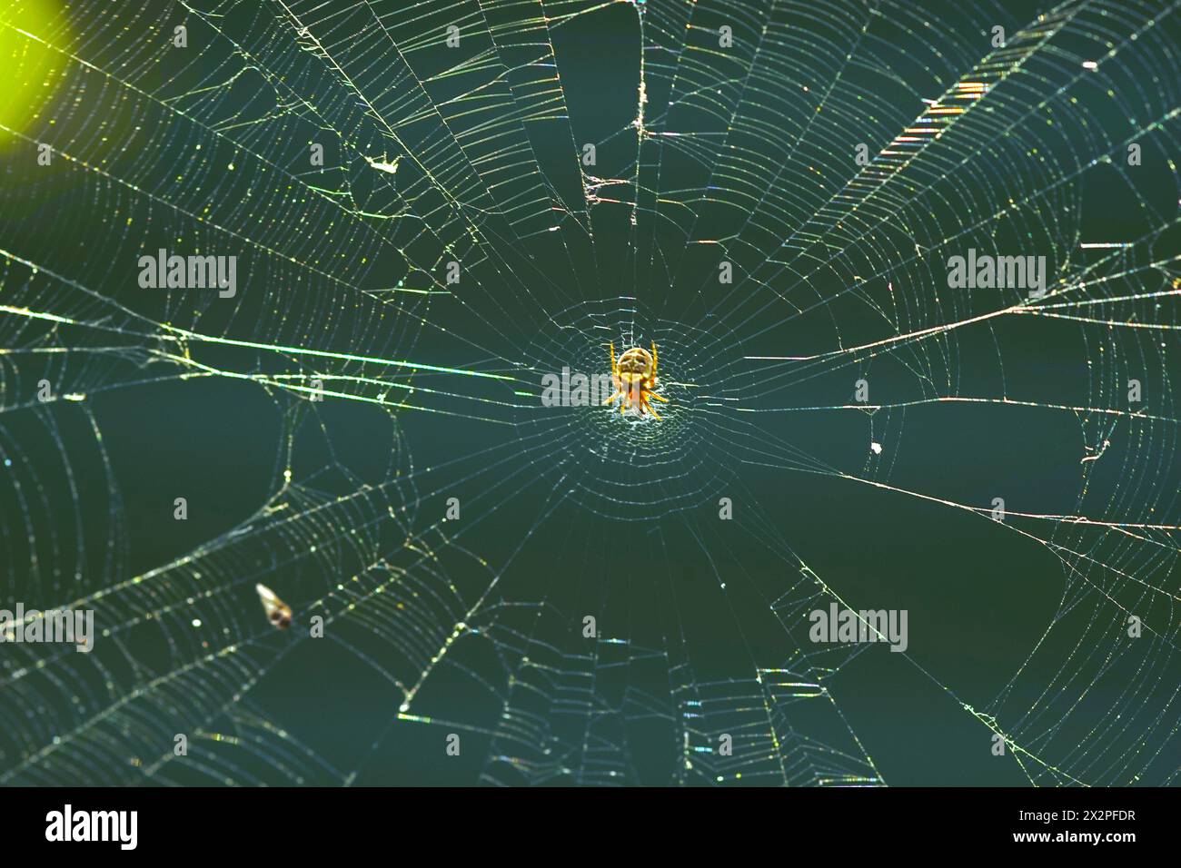 Spider web with spider on green background. Macro image. Stock Photo