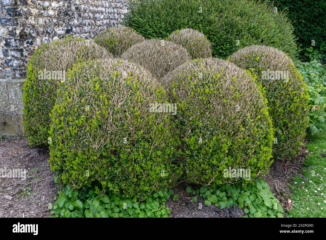 Topiary box hedges damaged by box tree moth caterpillars (Cydalima perspectalis), England, UK Stock Photo
