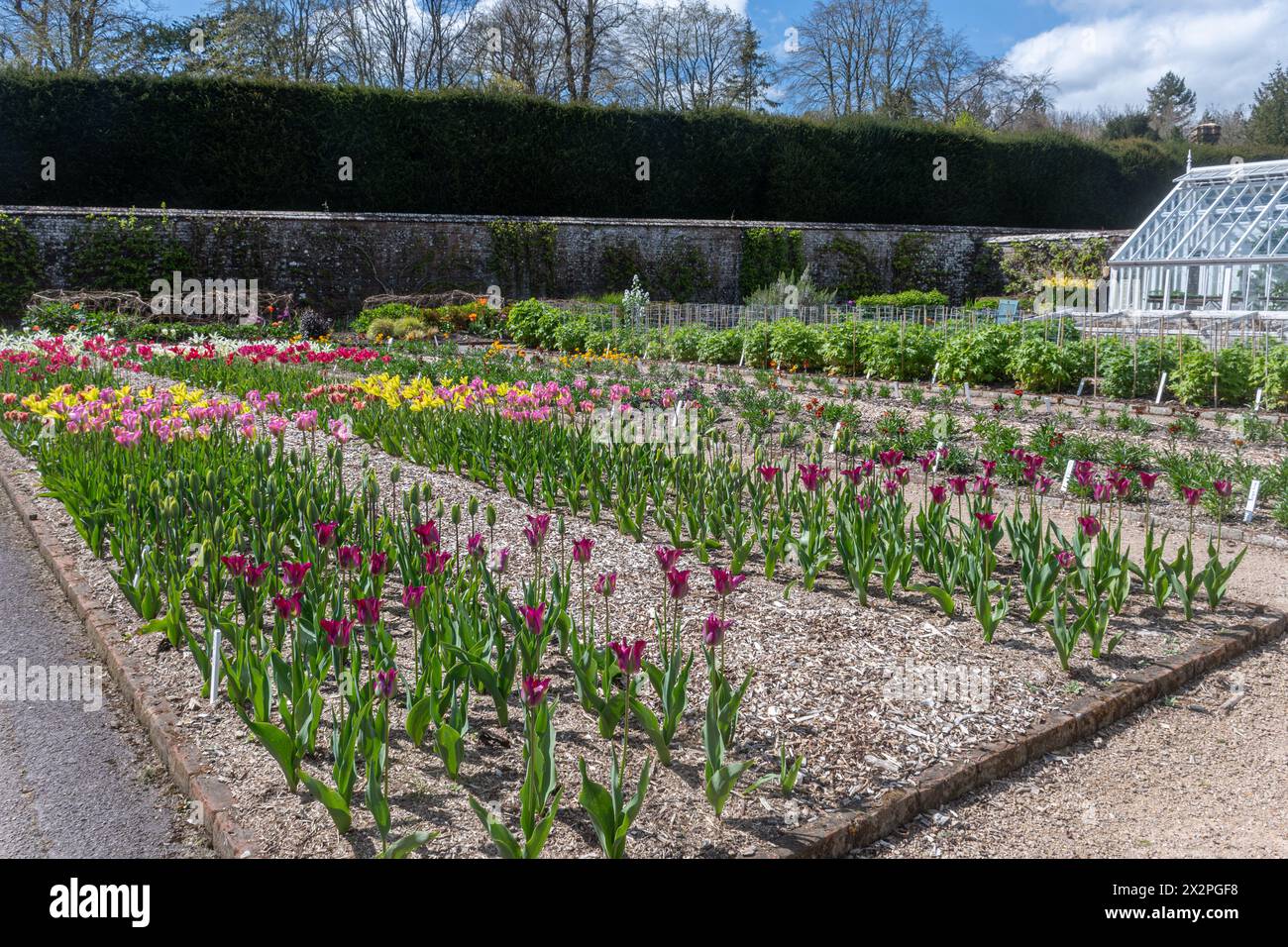 West Dean Gardens during spring with colourful tulips and historic glasshouses during April, West Sussex, England, UK Stock Photo