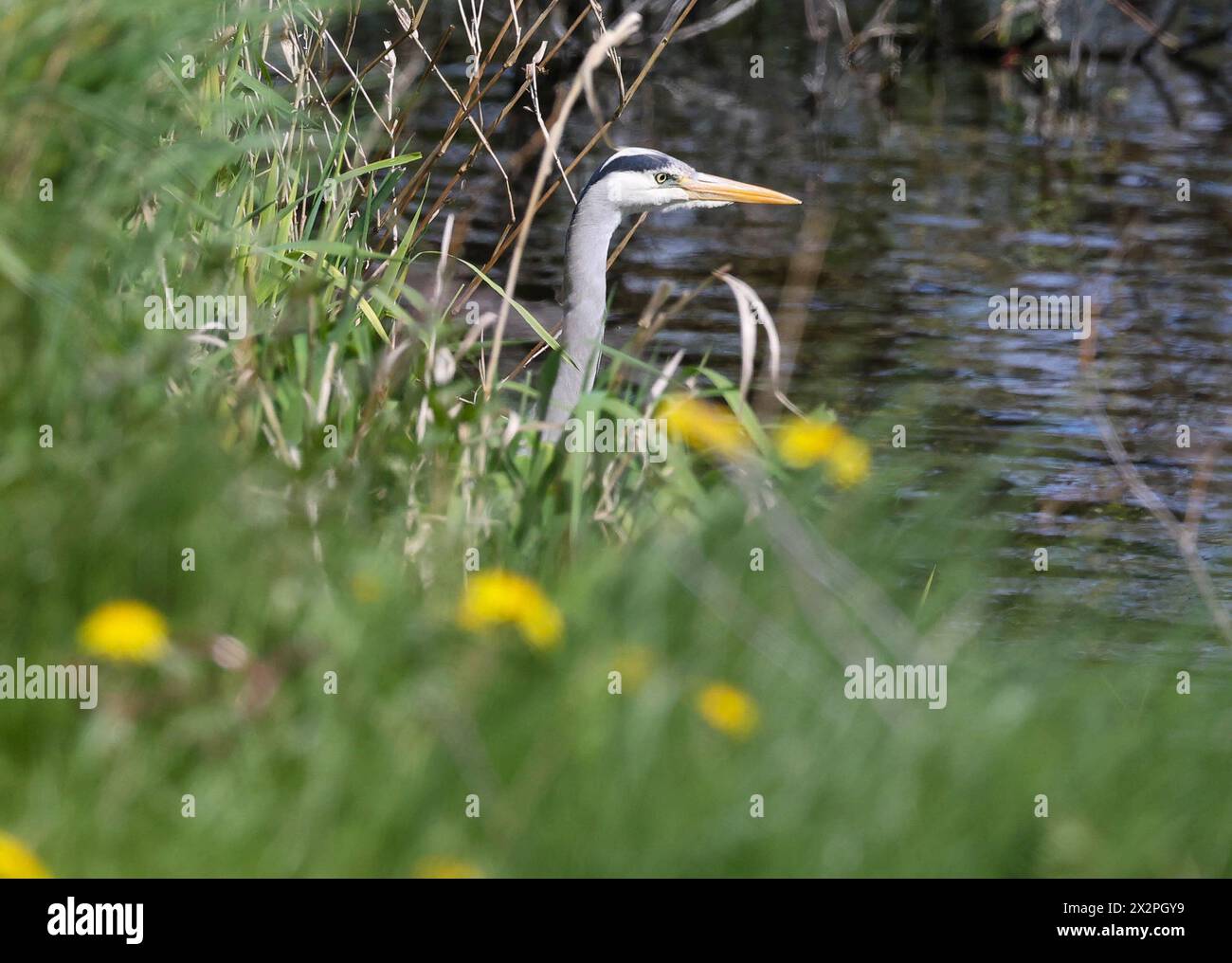 Kinnego, Lough Neagh, County Armagh, Northern Ireland, UK. 23rd Apr 2024. UK weather - a bright sunny day on the shore of Lough Neagh at Kinnego but cold in the northerly breeze. Credit: CAZIMB/Alamy Live News. Stock Photo