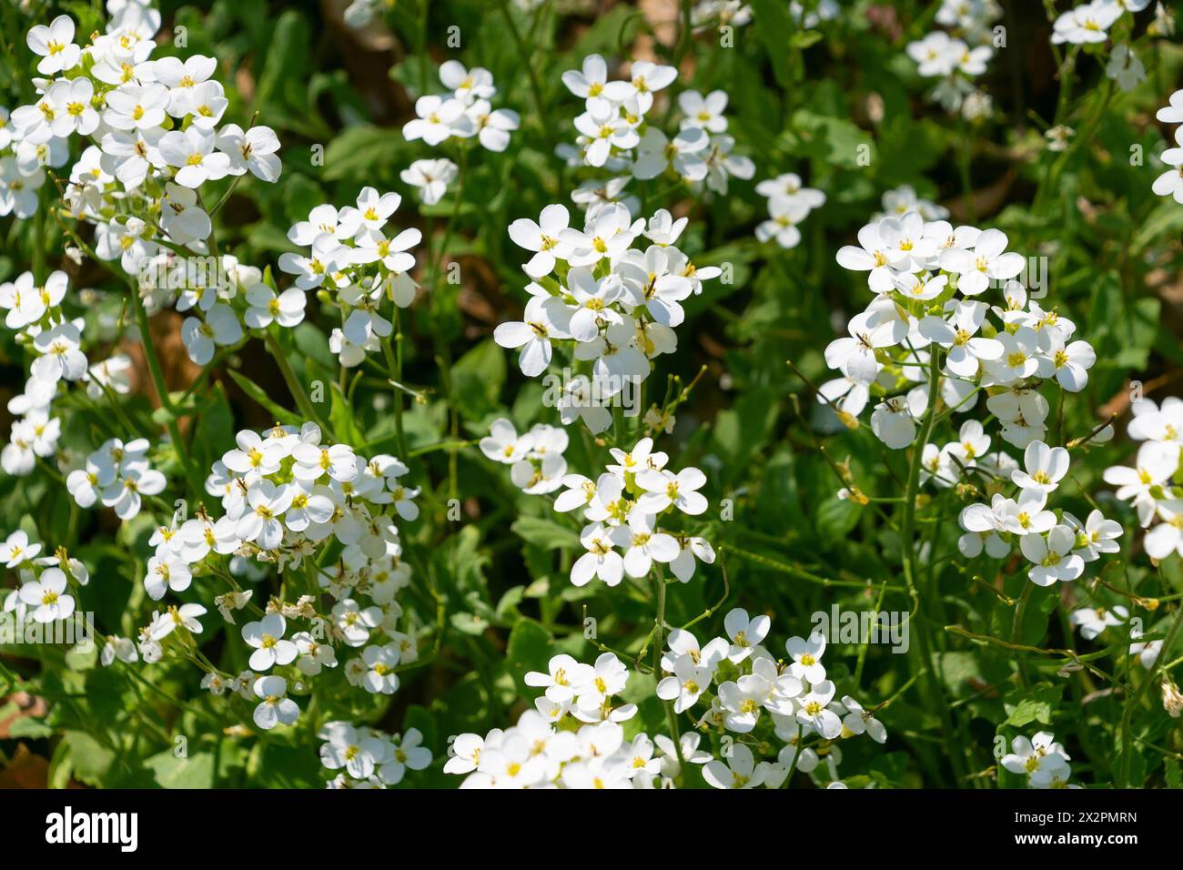 Beautiful small white flowers of Arabis caucasica. Spring bloom. garden arabis, mountain rock cress, Caucasian rockcress. Stock Photo