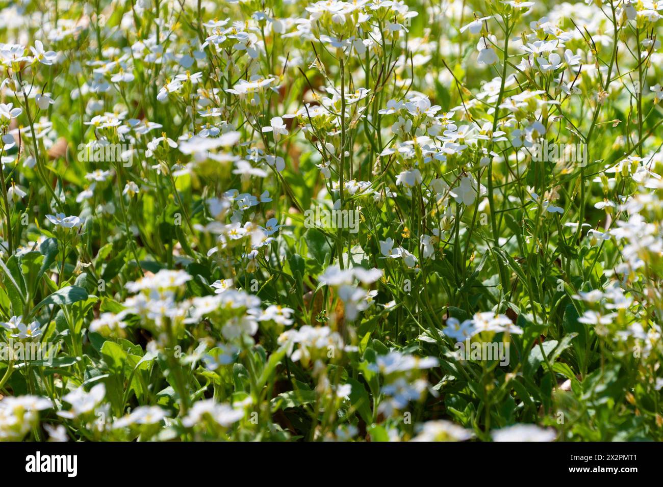 Beautiful small white flowers of Arabis caucasica. Spring bloom. garden arabis, mountain rock cress, Caucasian rockcress. Stock Photo