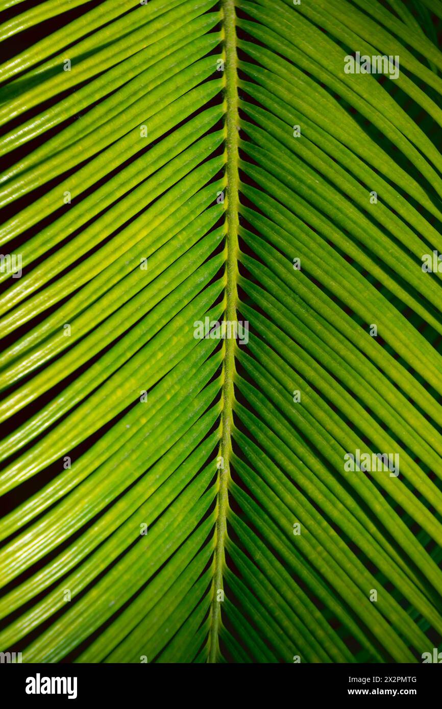 Green palm leaf, close-up. Natural background. Lepidozamia peroffskyana. family Zamiaceae. Stock Photo