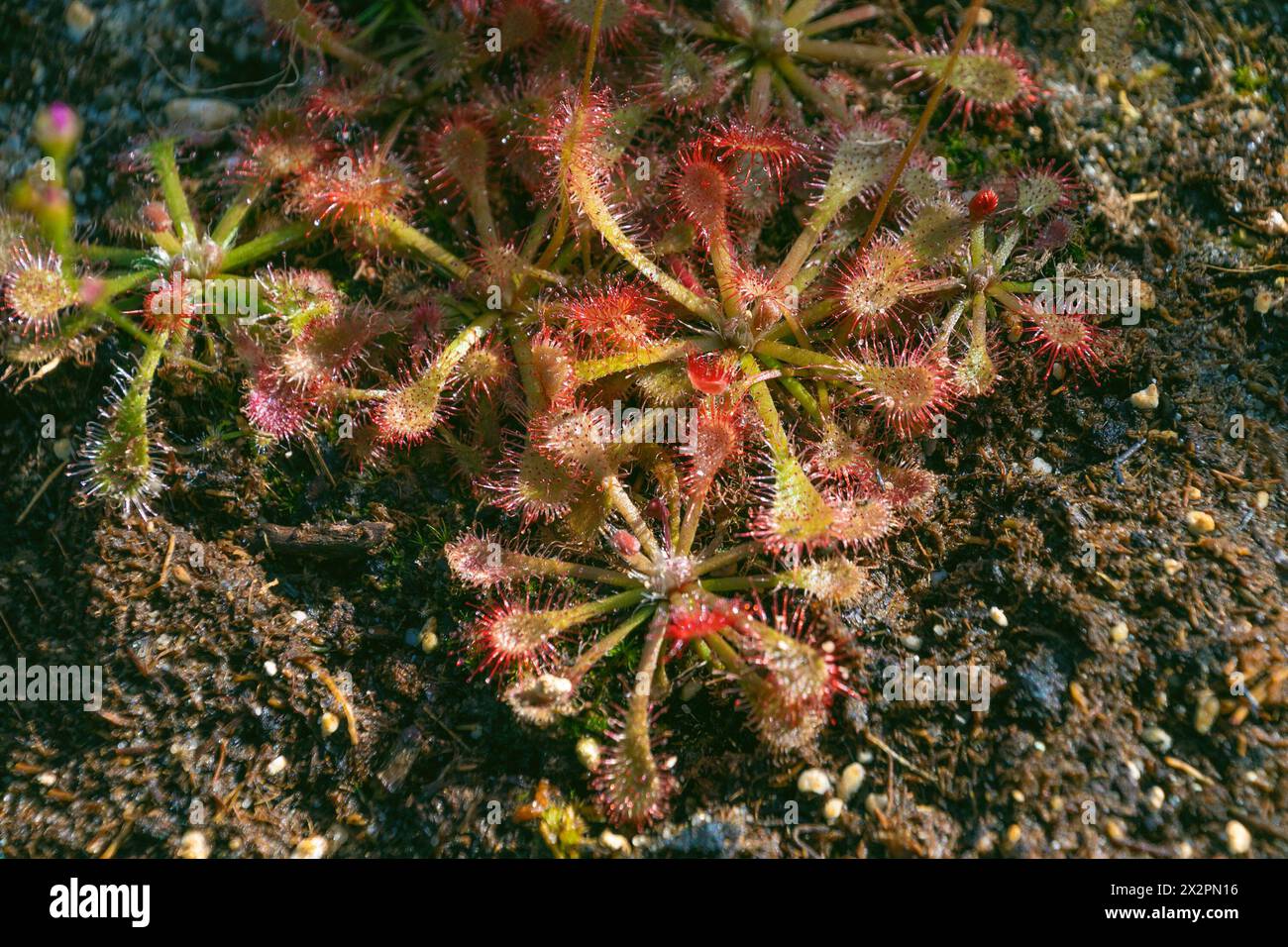 Red plant. Drosera capillaris. the pink sundew. carnivorous plant, family Droseraceae. Stock Photo